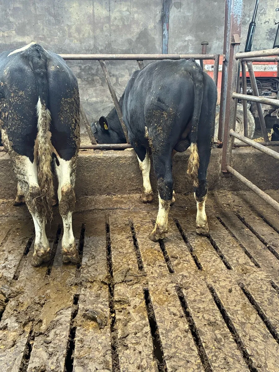 High ebi bulls - Image 2