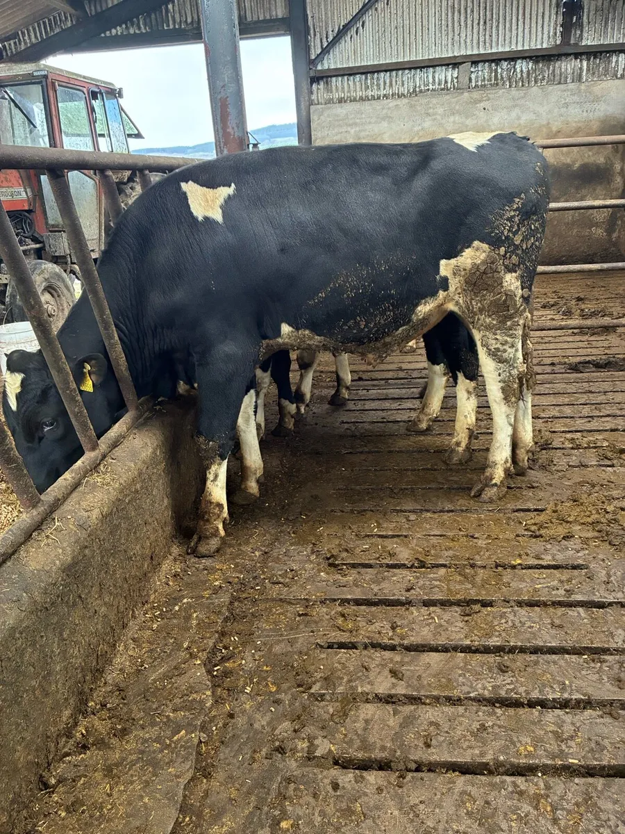 High ebi bulls - Image 1