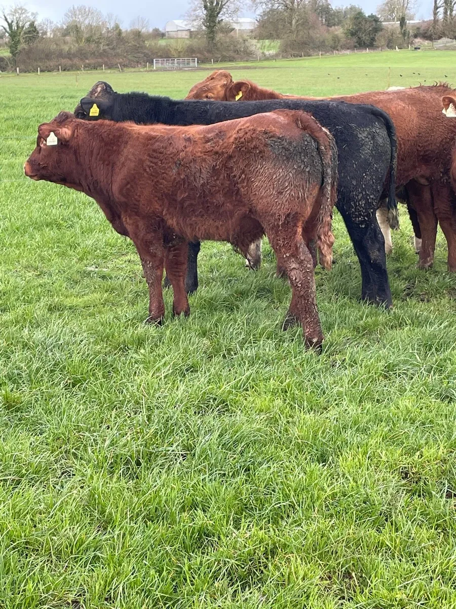 Continental bullocks - Image 4