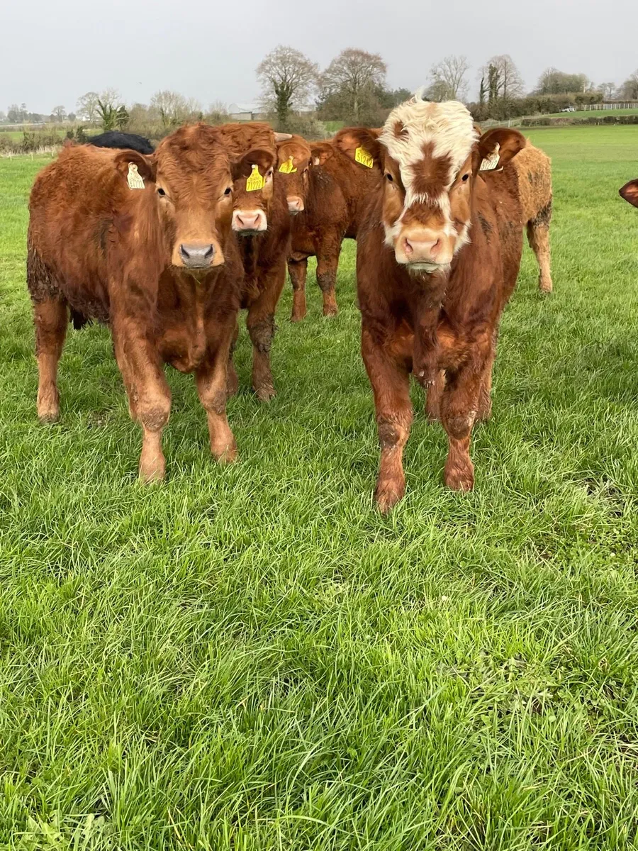 Continental bullocks - Image 2