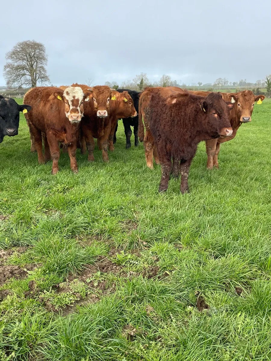 Continental bullocks - Image 3