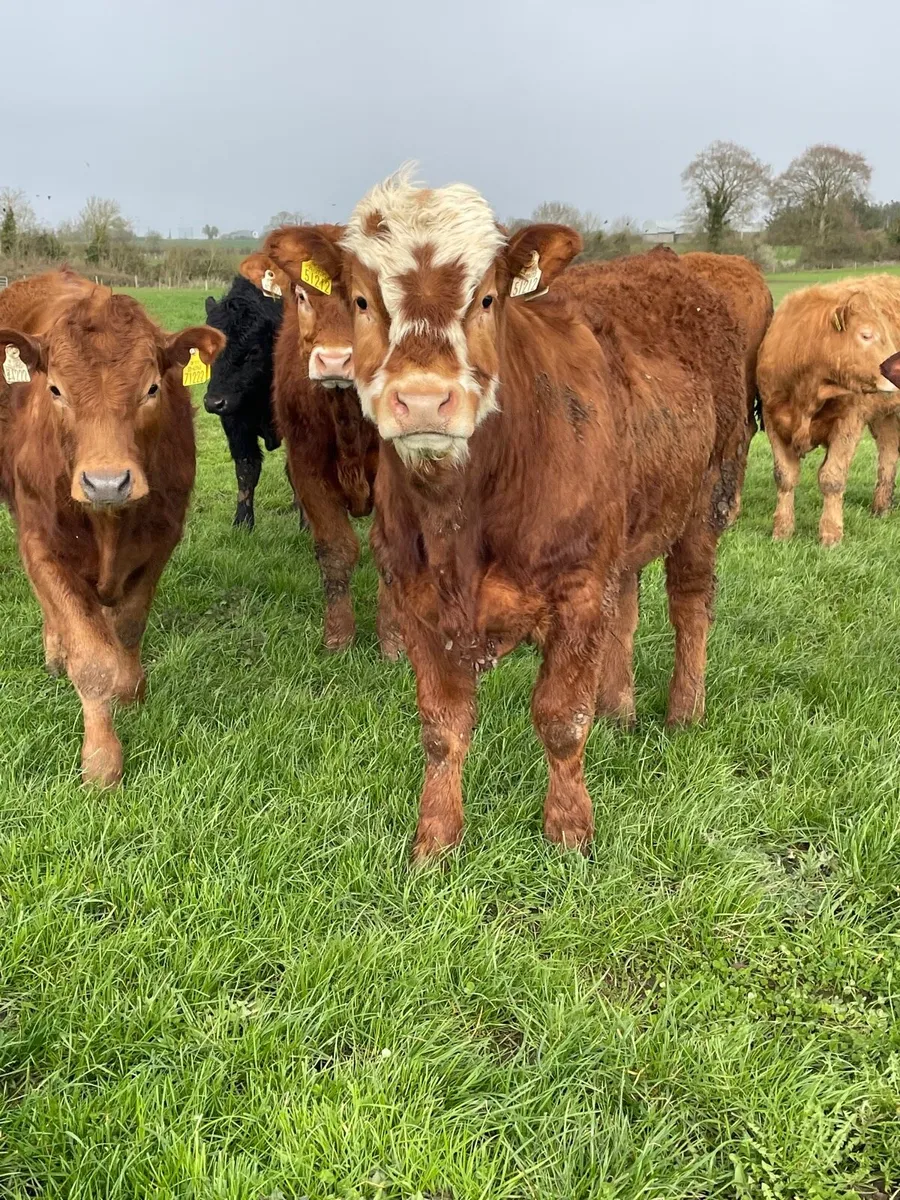 Continental bullocks - Image 1