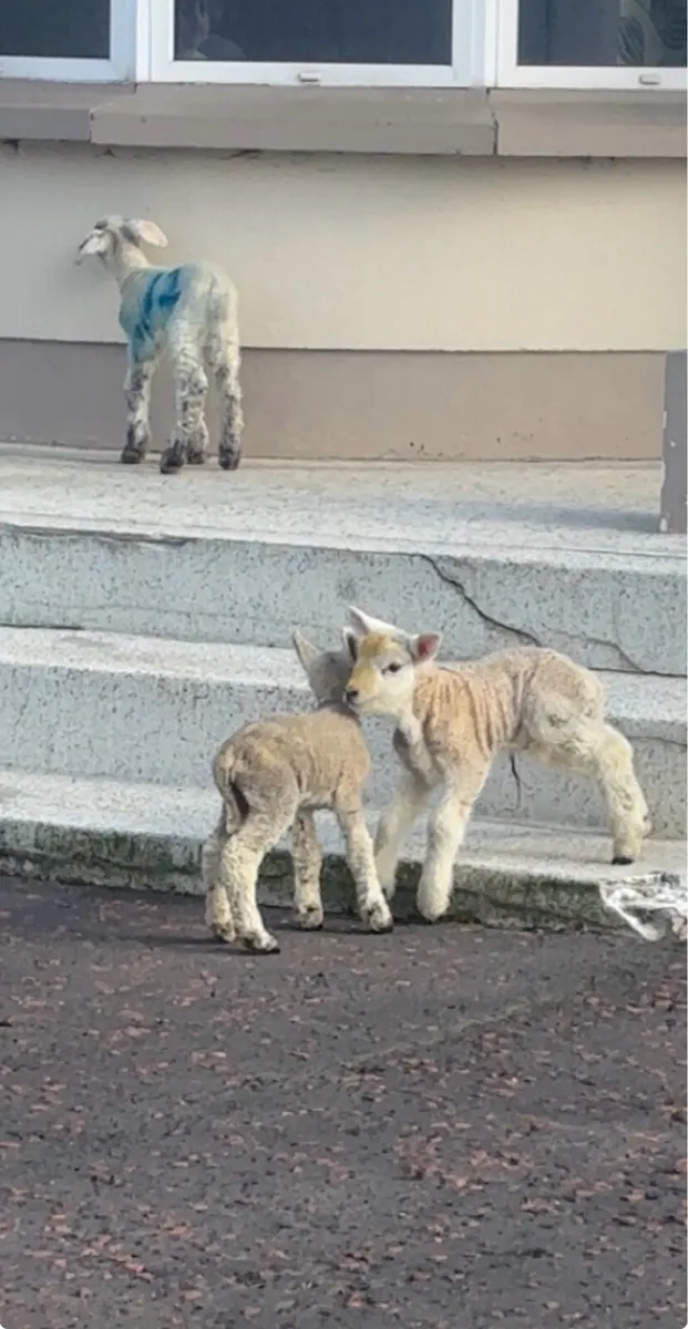 3 pet lambs for sale
