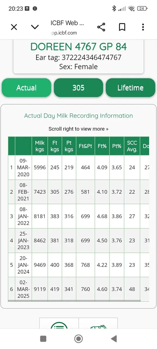 Hol/fr milking heifers - Image 2