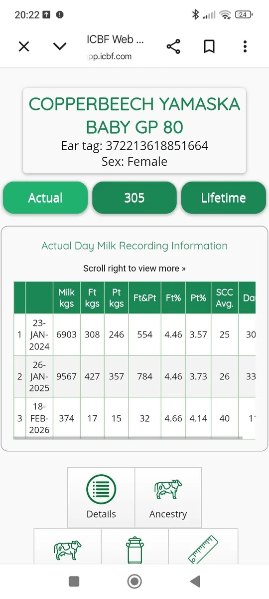 Hol/fr milking heifers - Image 3