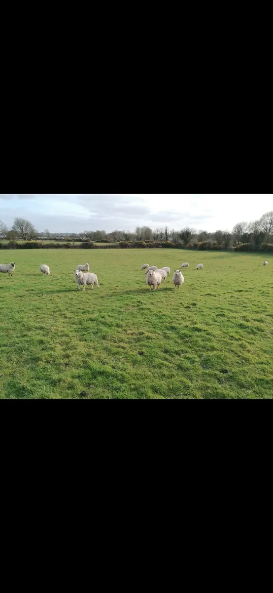 Quality ewe hoggets - Image 1