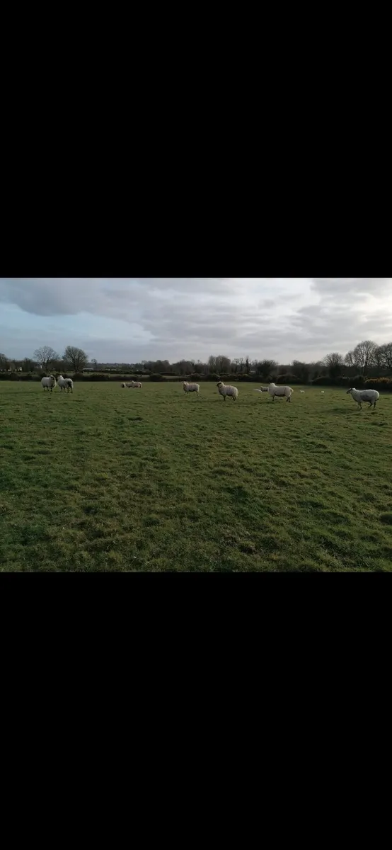 Quality ewe hoggets - Image 3