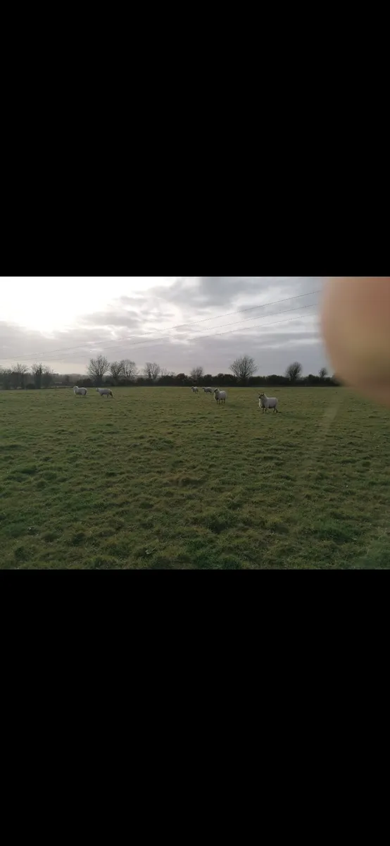 Quality ewe hoggets - Image 2