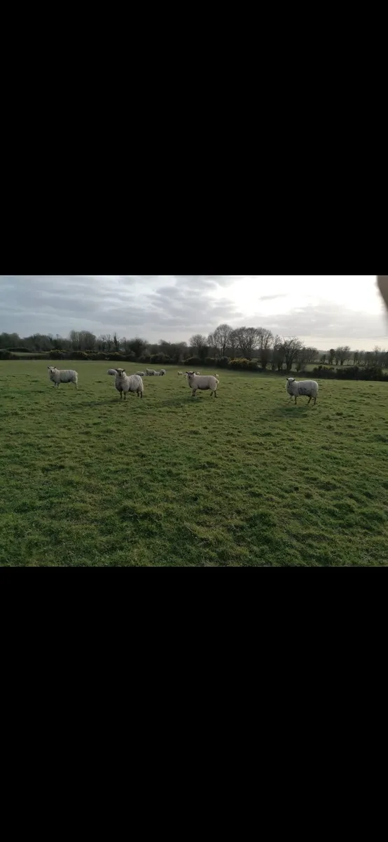 Quality ewe hoggets - Image 4