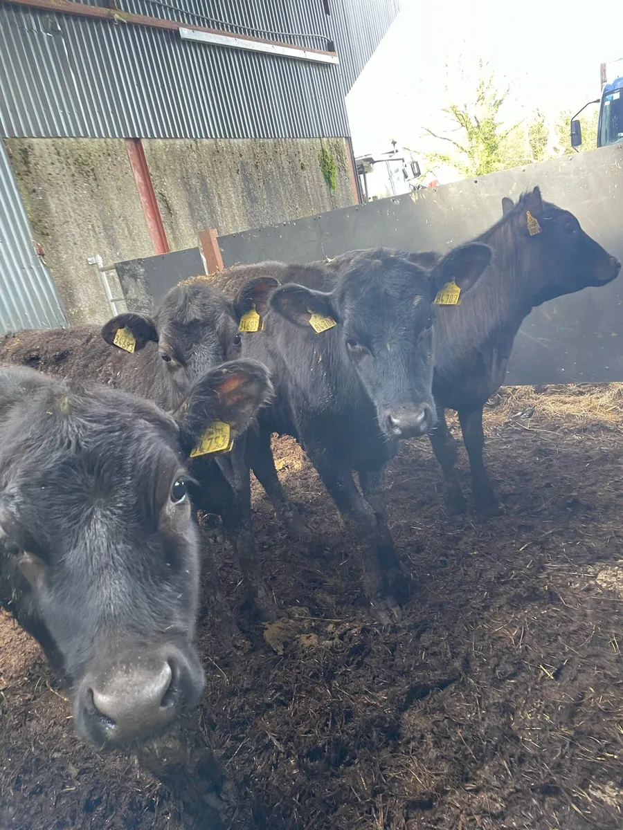 Weanling Heifers - Image 2