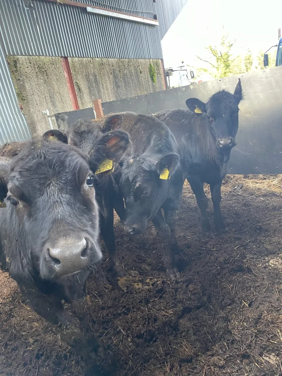 Weanling Heifers - Image 3