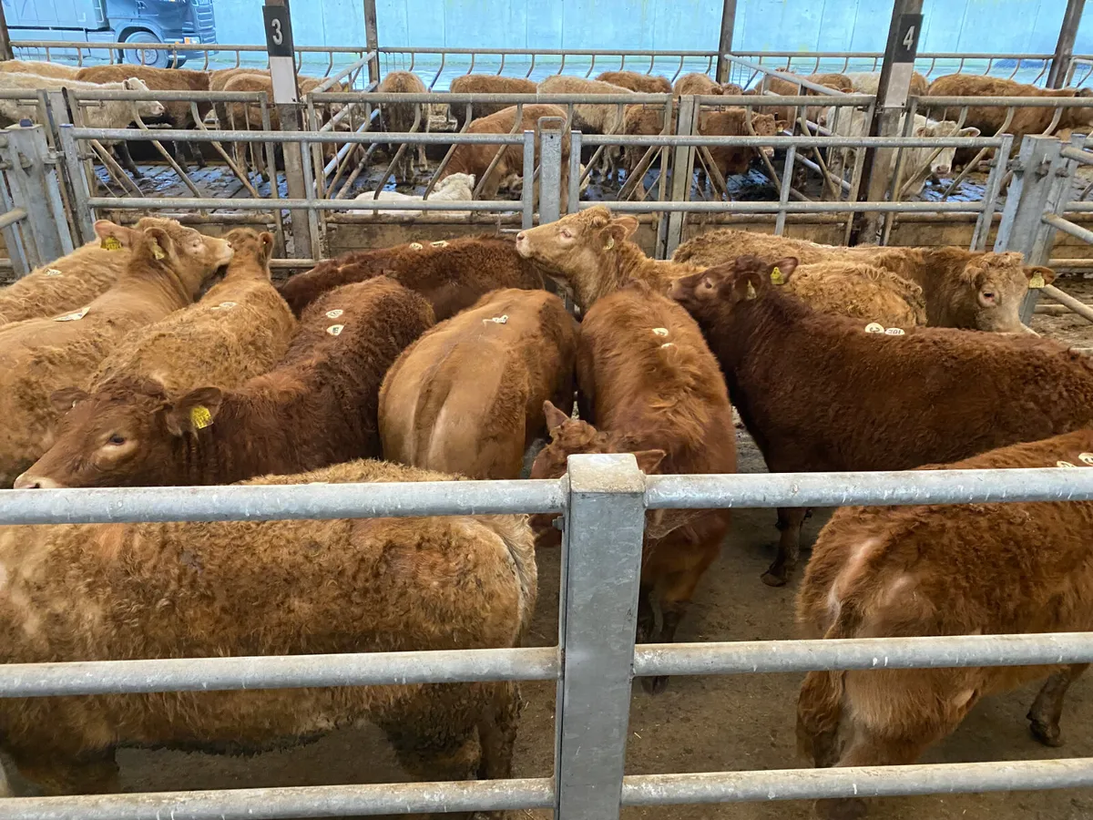 25/3/26 • Very Nice Heifers - Image 1