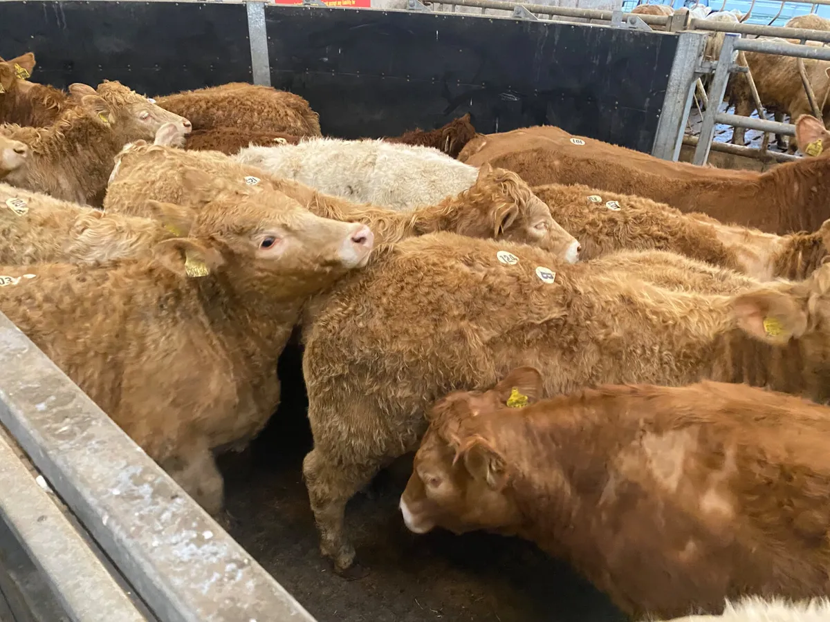 25/3/26 • Very Nice Heifers - Image 3