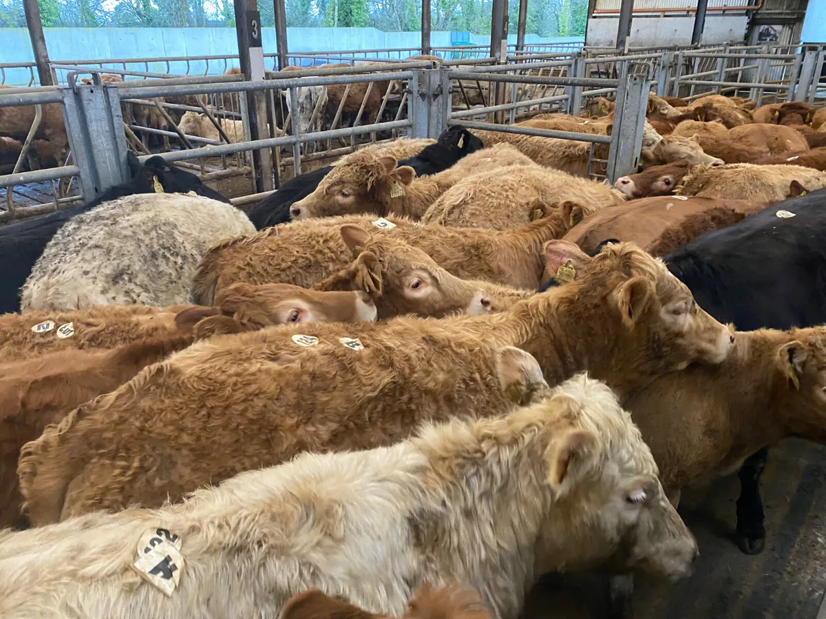 25/3/26 • Very Nice Heifers - Image 4