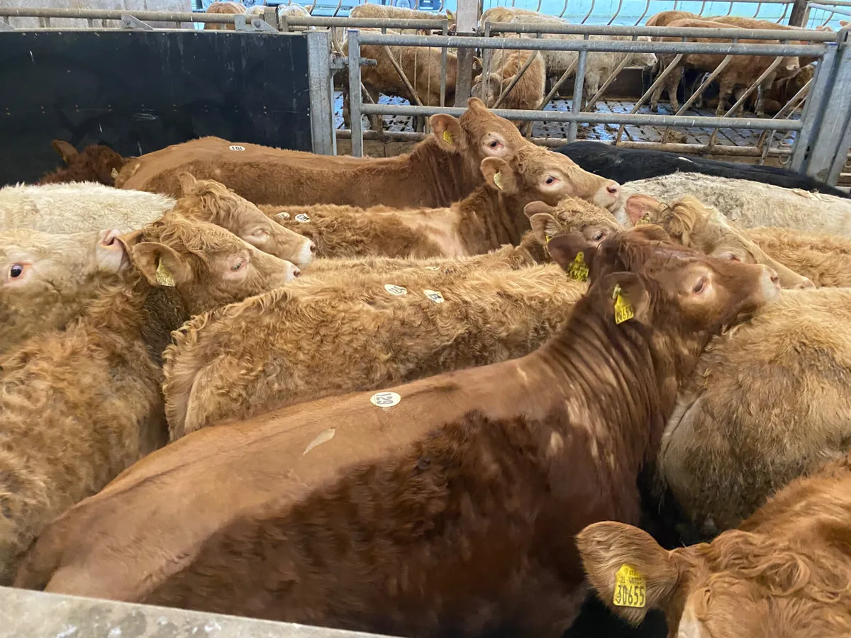 25/3/26 • Very Nice Heifers - Image 2