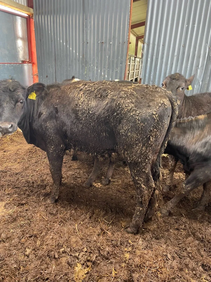 Weanling Heifers - Image 1