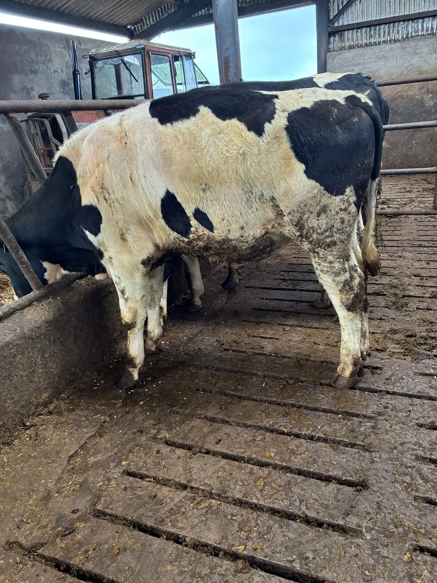 High ebi bulls - Image 3