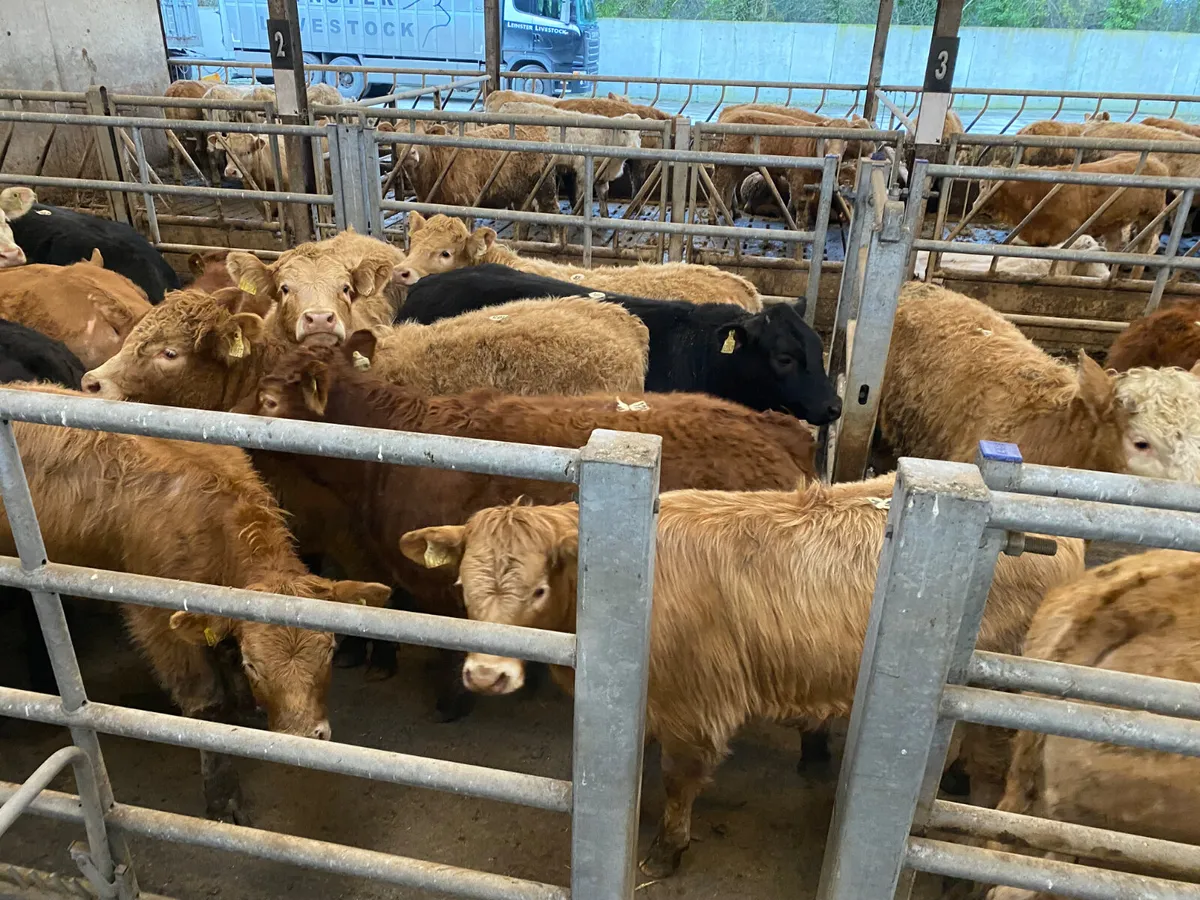 25/3/26 • Very Nice Heifers - Image 1