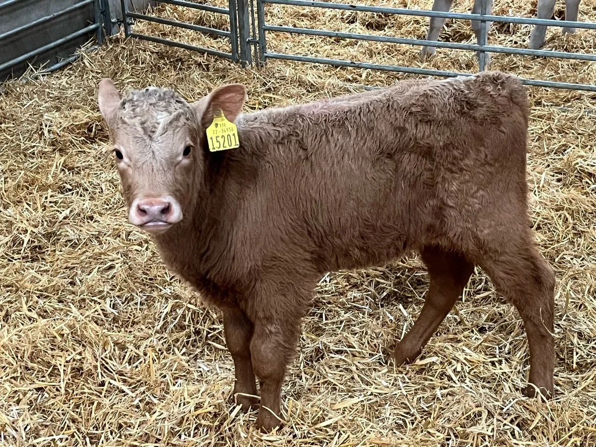 Golden Charolais Heifer Calfs - Image 3