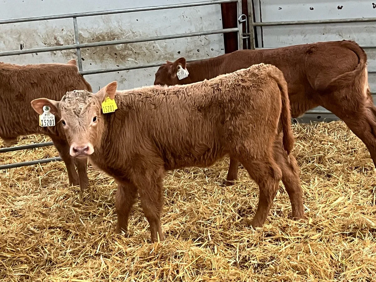Golden Charolais Heifer Calfs - Image 1