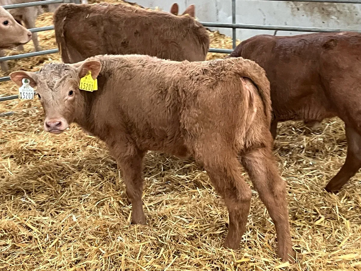 Golden Charolais Heifer Calfs - Image 2