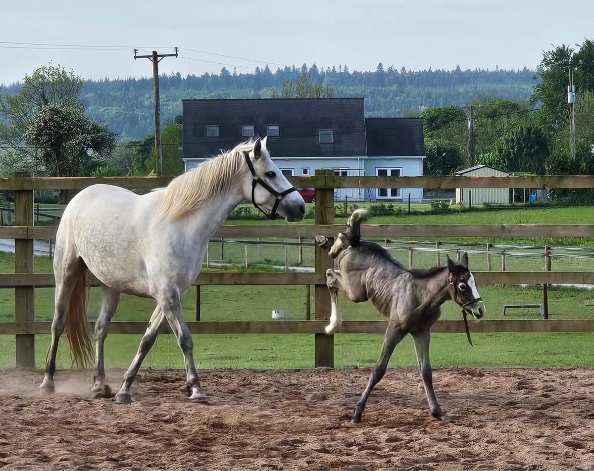 5 year Connemara class one due to foal - Image 4