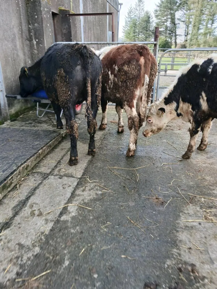 Bullolks At Athenry mart 26th - Image 2