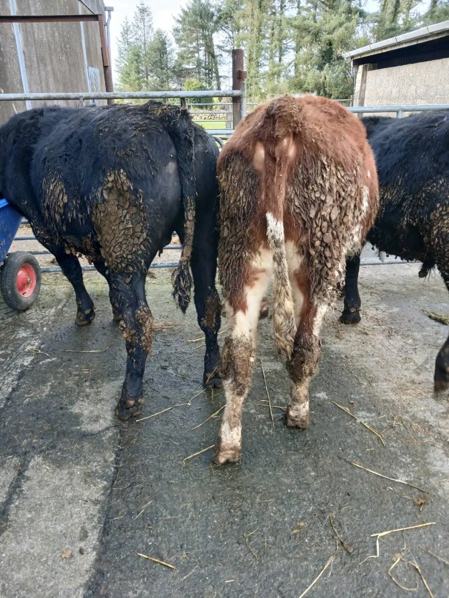 Bullolks At Athenry mart 26th - Image 3