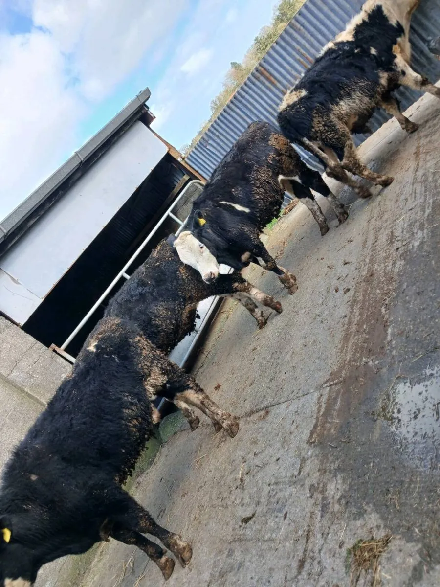 Bullolks At Athenry mart 26th - Image 4