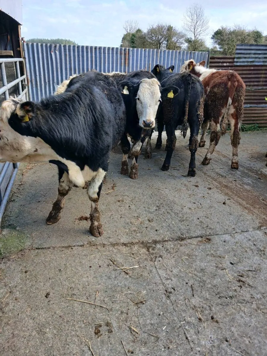 Bullolks At Athenry mart 26th - Image 1