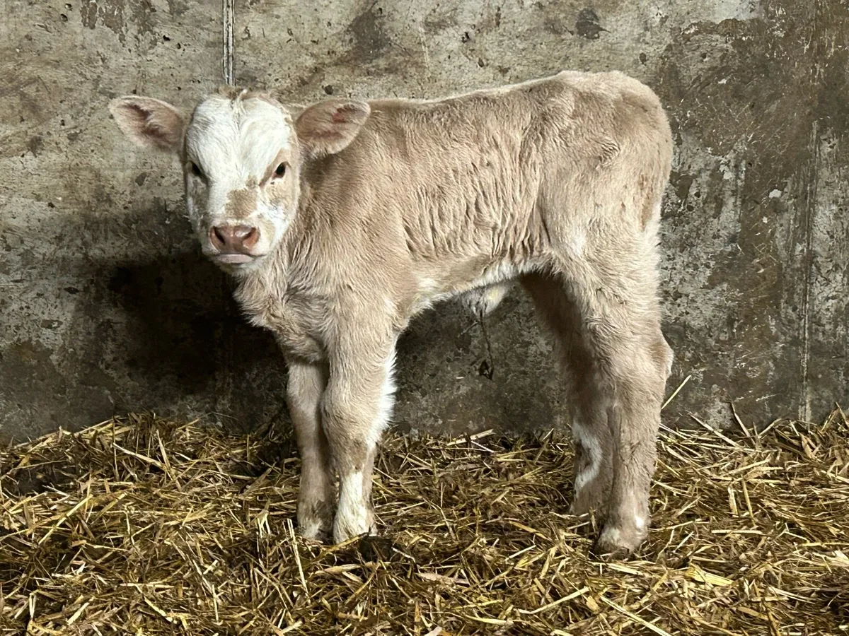 Charlois heifer calf - Image 1