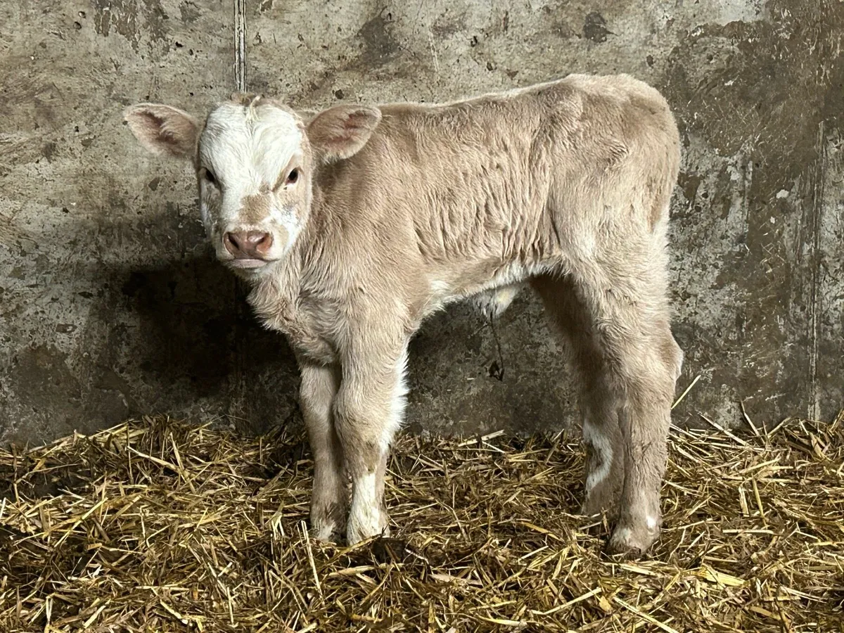 Charlois heifer calf - Image 2