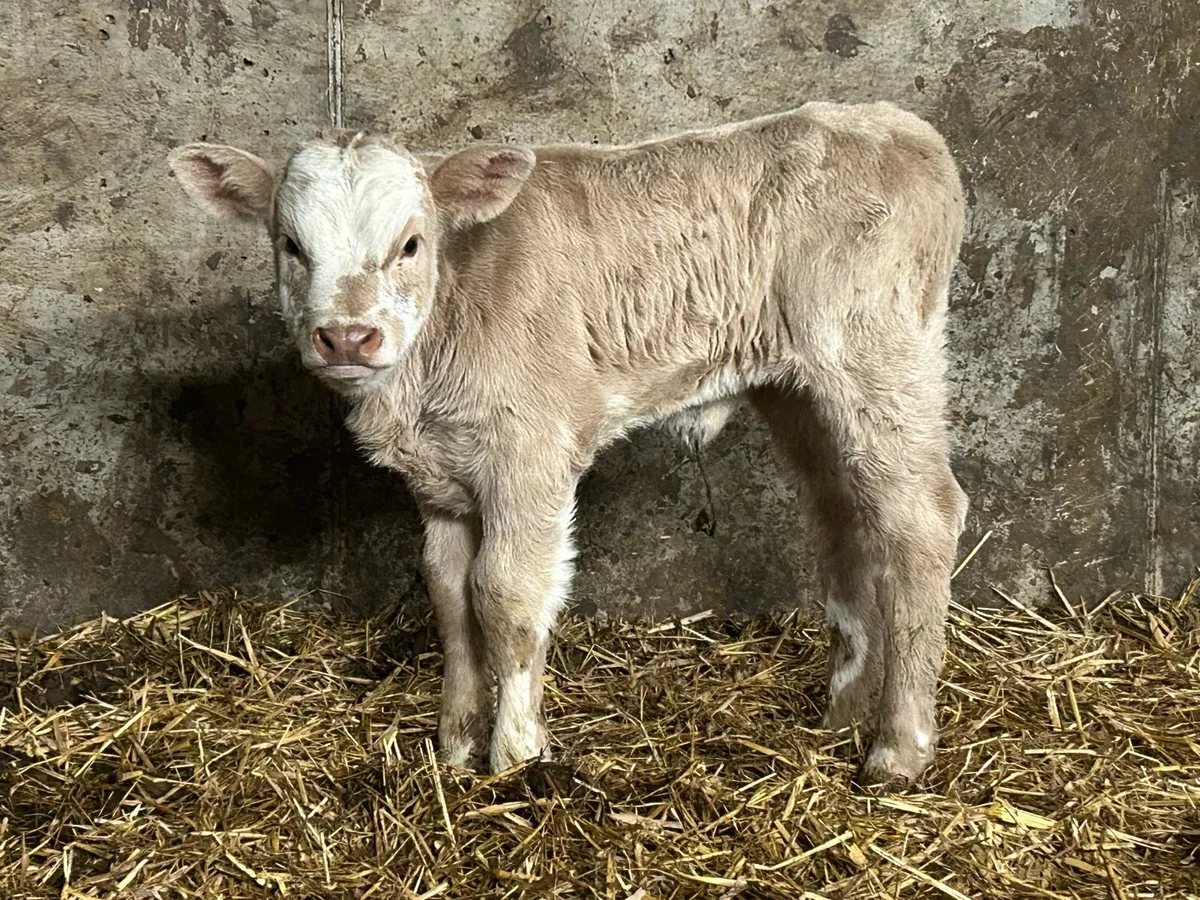 Charlois heifer calf - Image 3