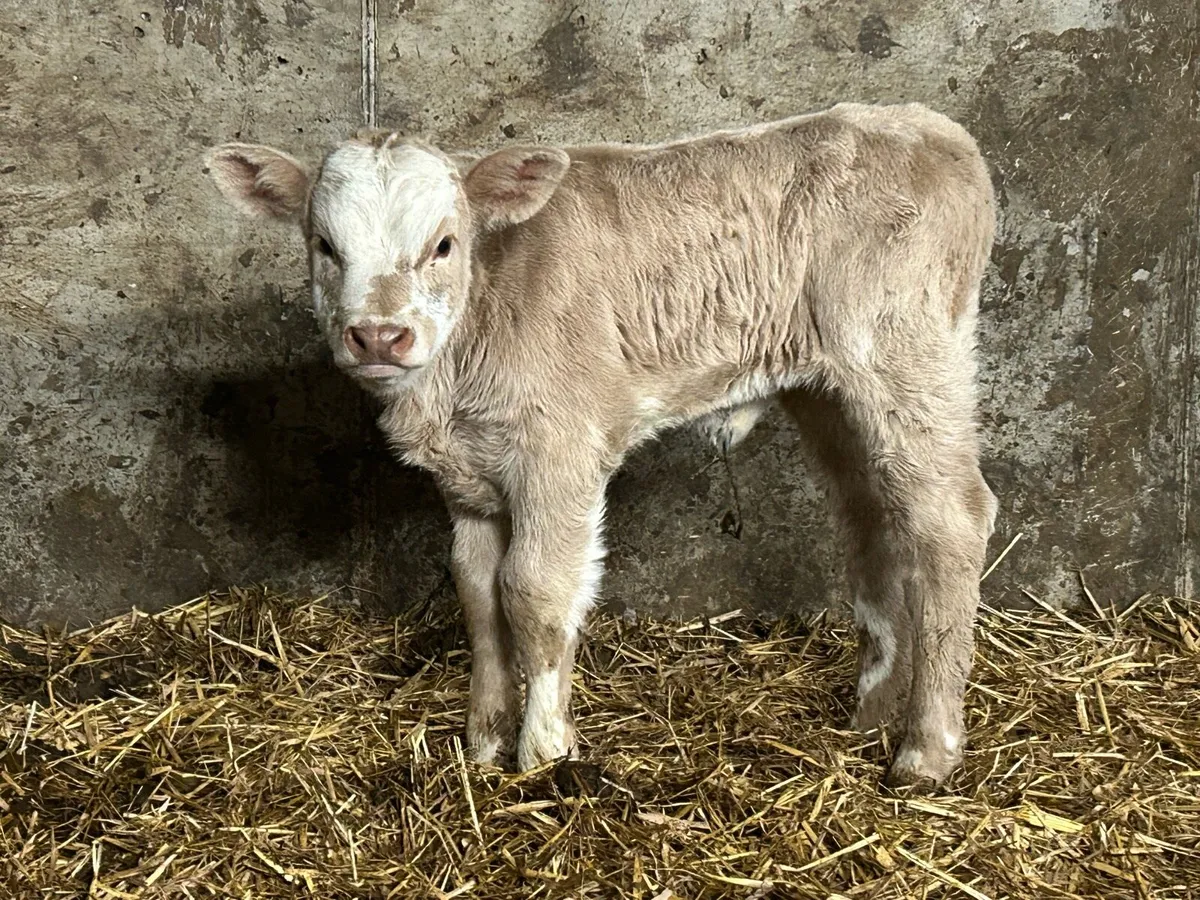 Charlois heifer calf - Image 4
