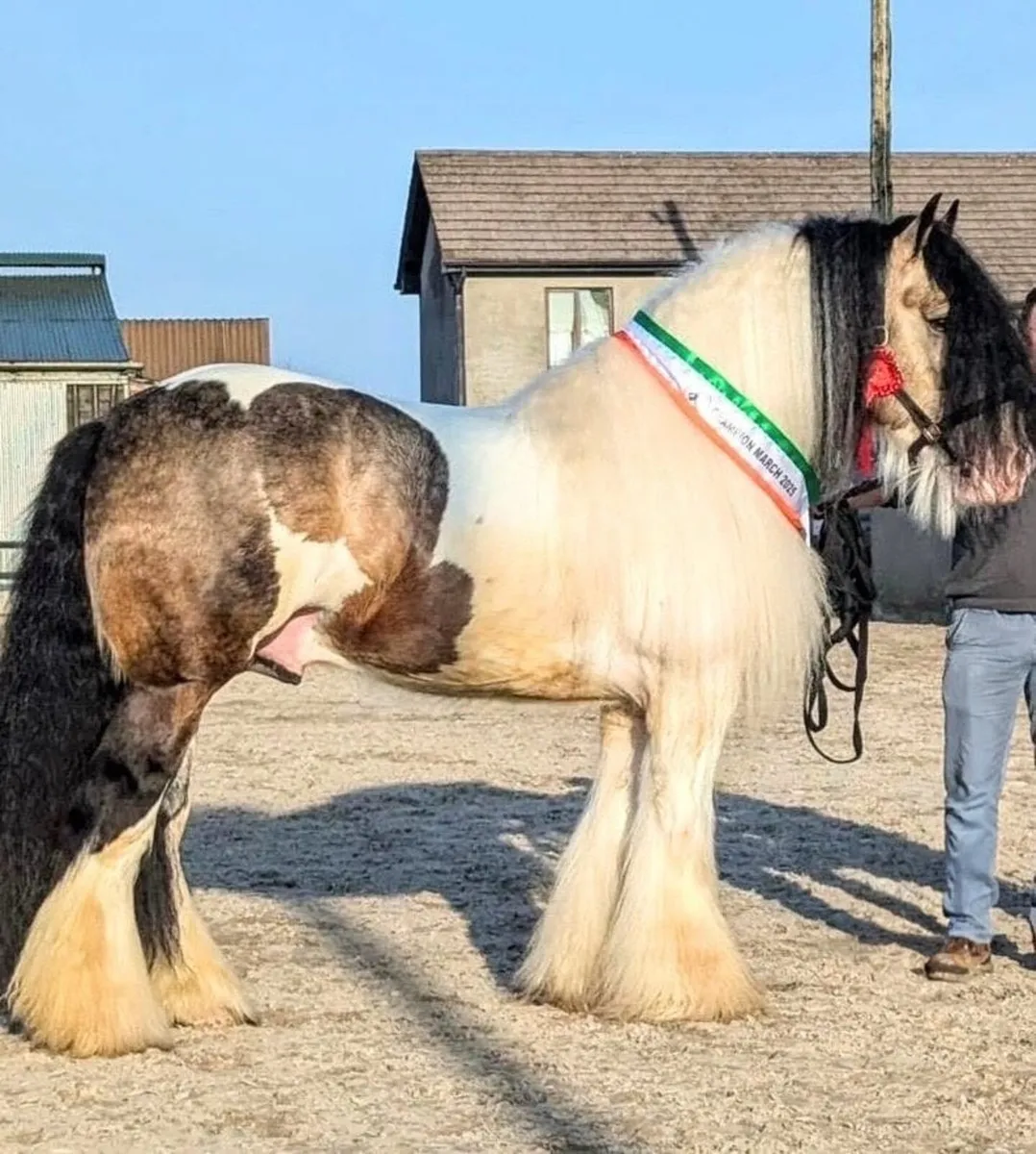 The Casino Cowboy Irish Cob Stallion at Stud - Image 1