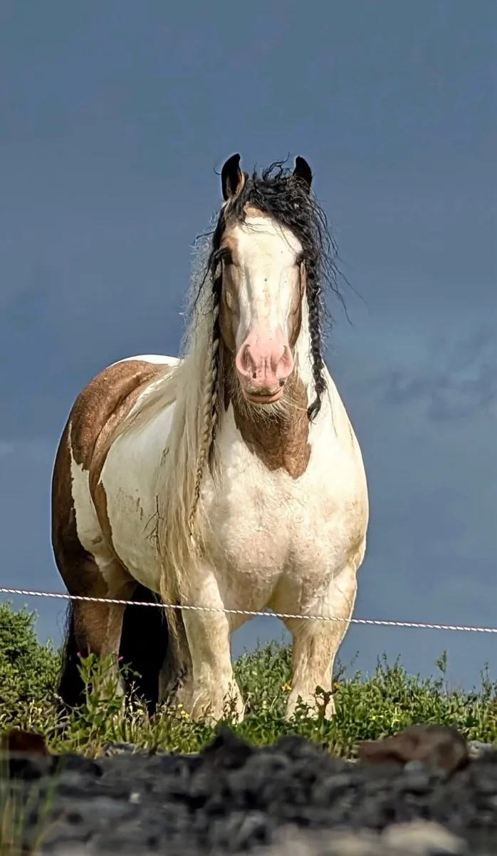 The Casino Cowboy Irish Cob Stallion at Stud - Image 2