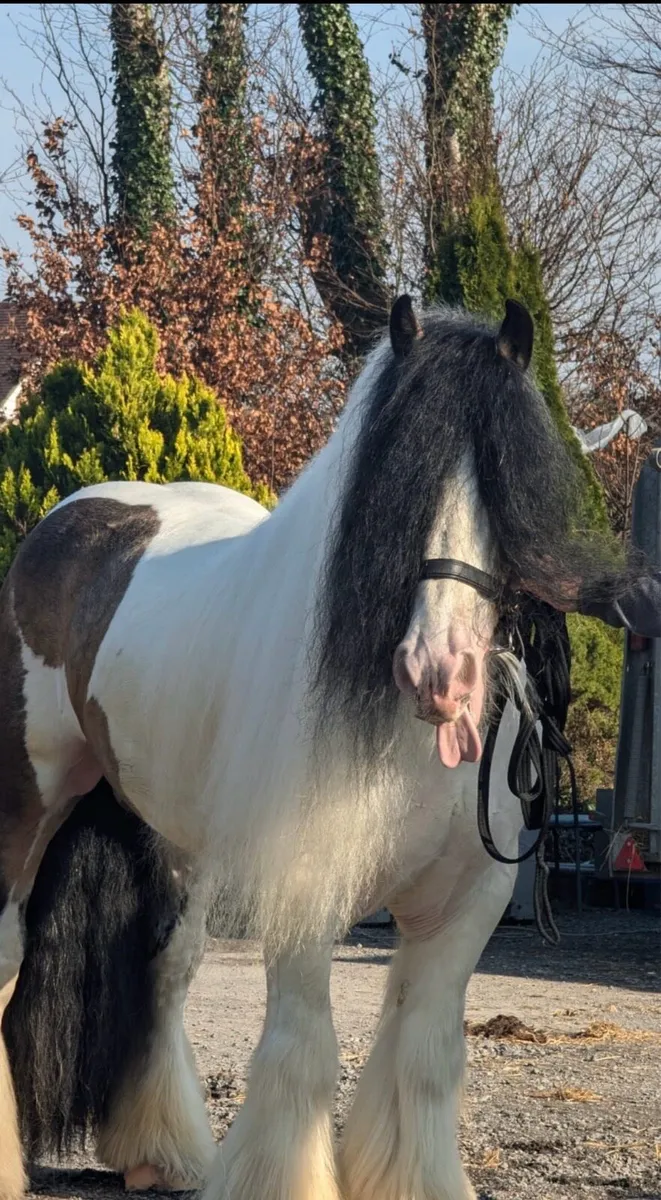 The Casino Cowboy Irish Cob Stallion at Stud - Image 3