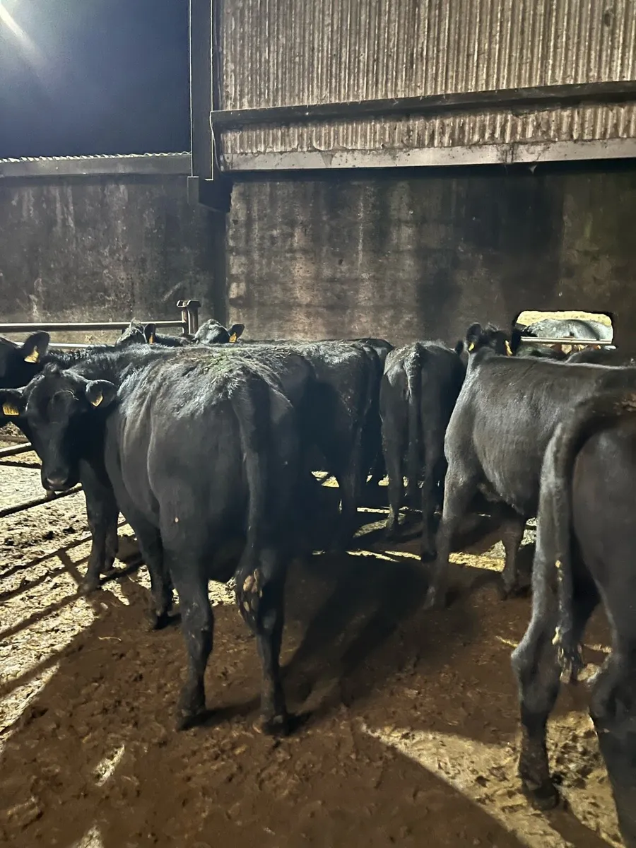 10 Angus heifers 350kg - Image 1