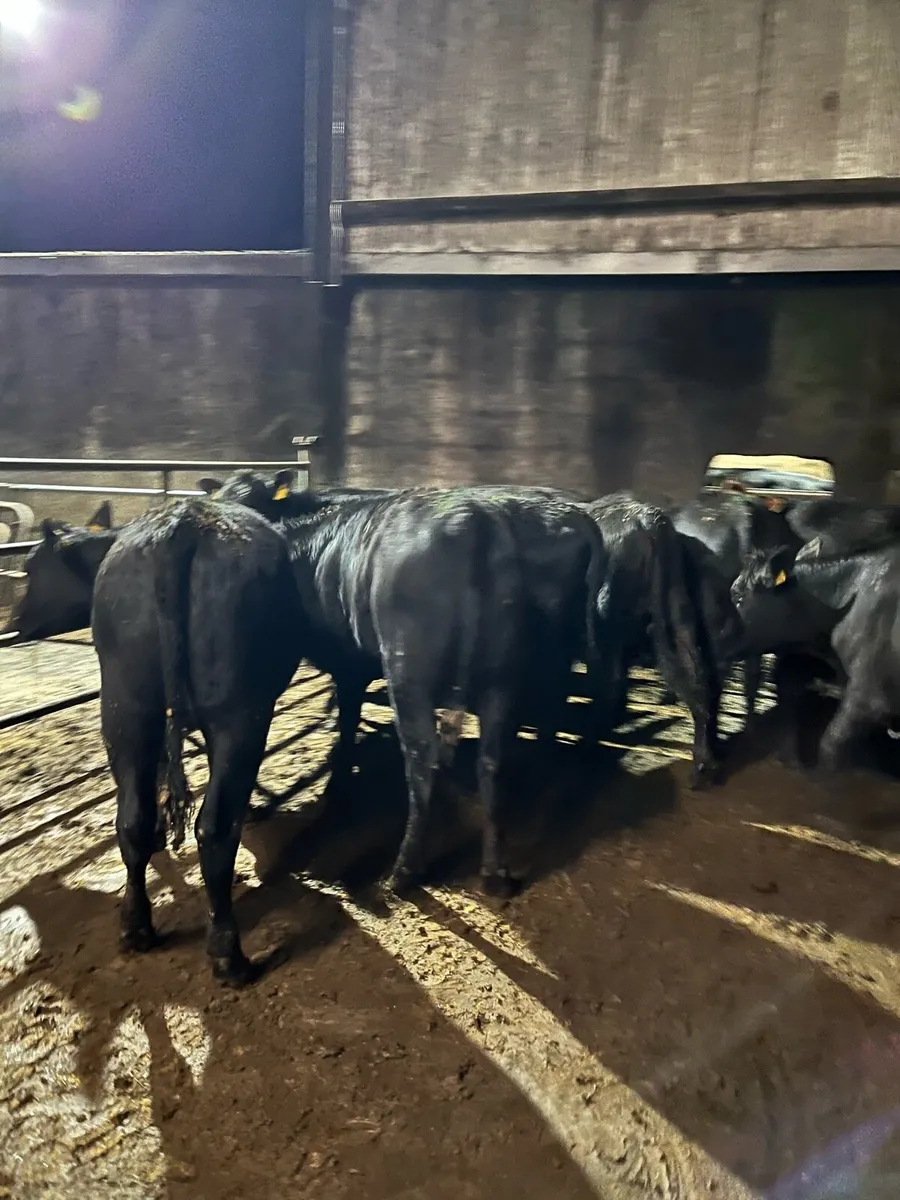 10 Angus heifers 350kg - Image 2
