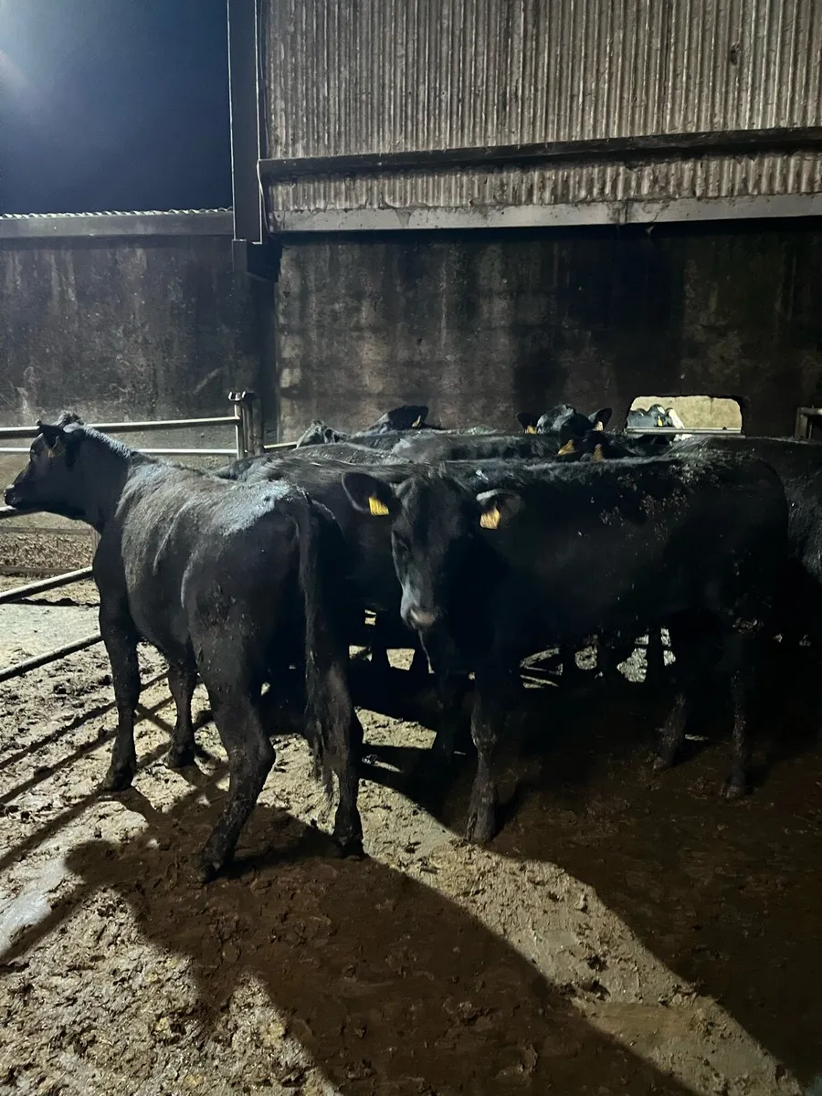 10 Angus heifers 350kg - Image 3