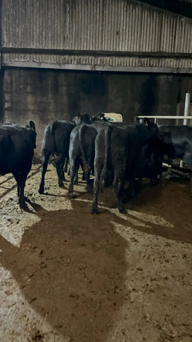 10 Angus heifers 350kg - Image 4