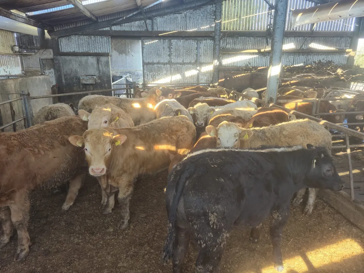 ⭐⭐20 Exceptional Bullock's ⭐⭐ - Image 3