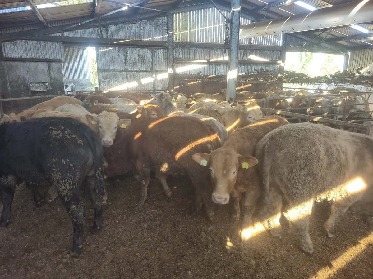 ⭐⭐20 Exceptional Bullock's ⭐⭐ - Image 2