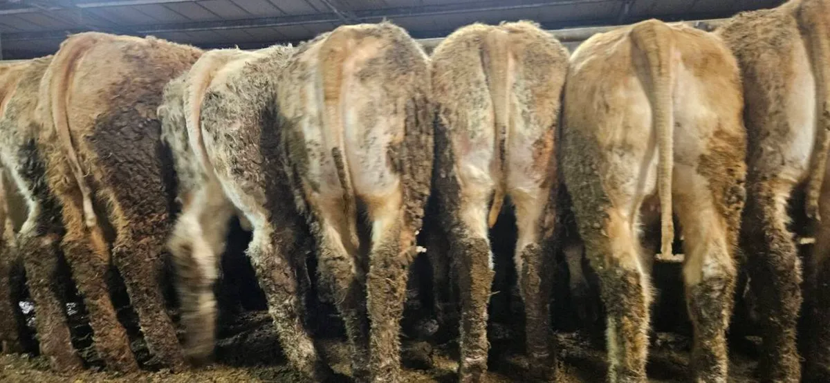 22 Super U Grade CHX Heifers !! - Image 1