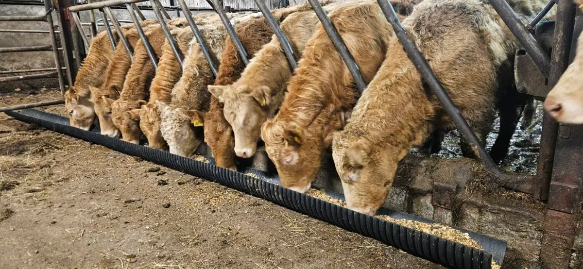 22 Super U Grade CHX Heifers !! - Image 2