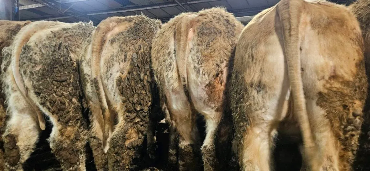 22 Super U Grade CHX Heifers !! - Image 3