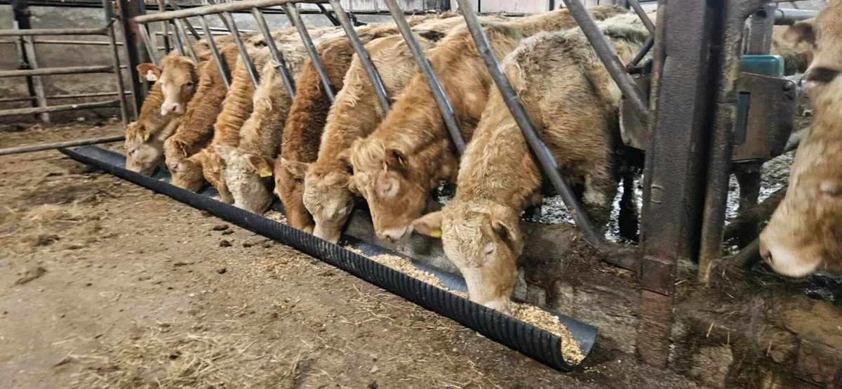 22 Super U Grade CHX Heifers !! - Image 4