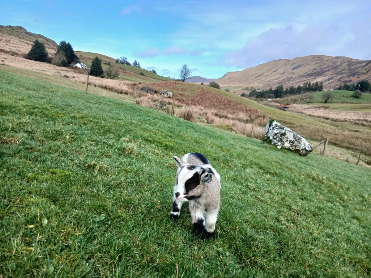Male breeding Pygmy goat - Image 1