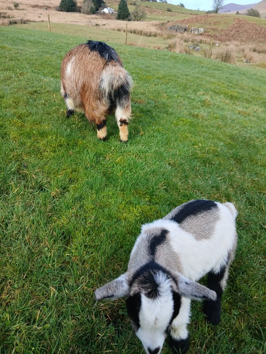 Male breeding Pygmy goat - Image 4