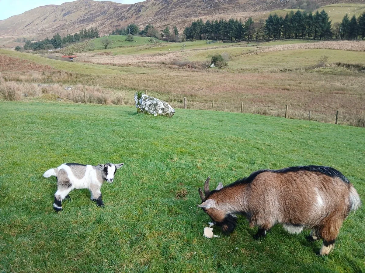 Male breeding Pygmy goat - Image 2